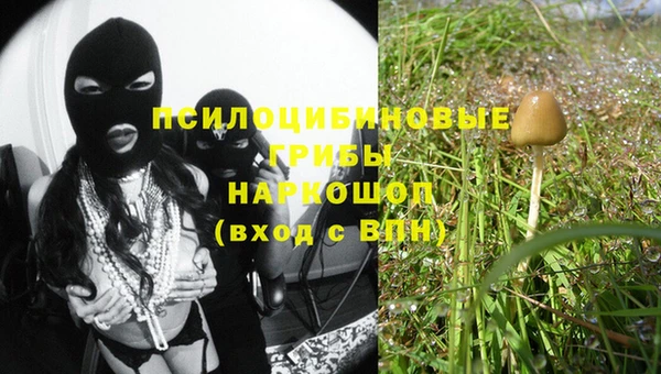 прущие грибы Бородино