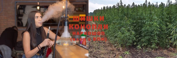 прущие грибы Бородино